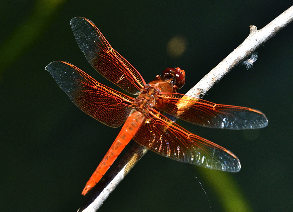 _ROY2196_00001.jpg