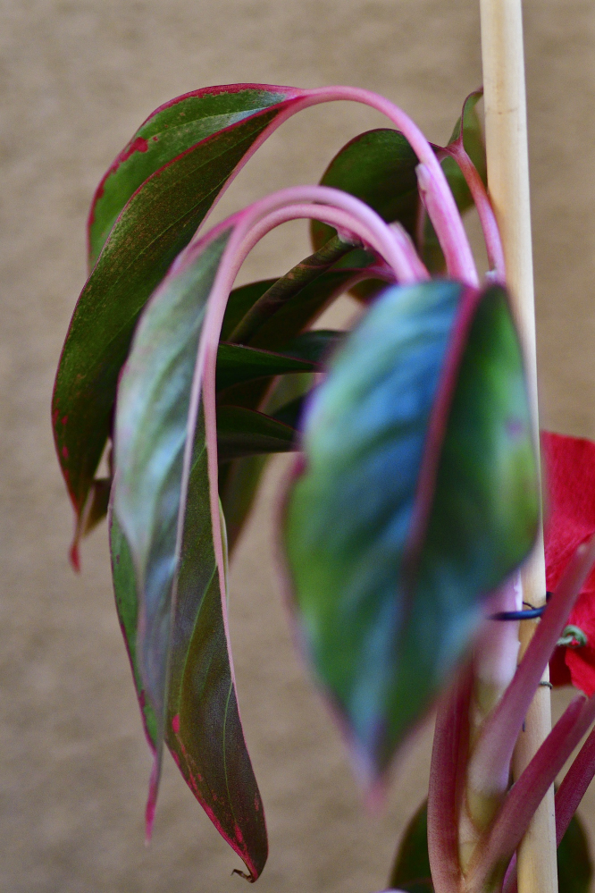 _ROY2204_00001.jpg