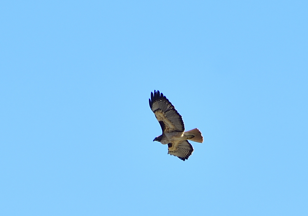 _ROY2216_00001.jpg