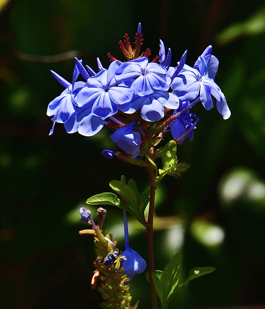 _ROY2272_00001.jpg
