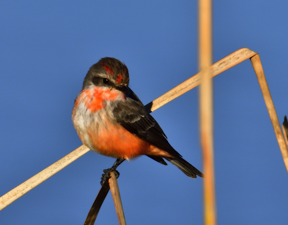 _ROY2294_00001.jpg