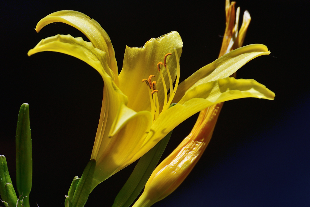 _ROY2325_00001.jpg