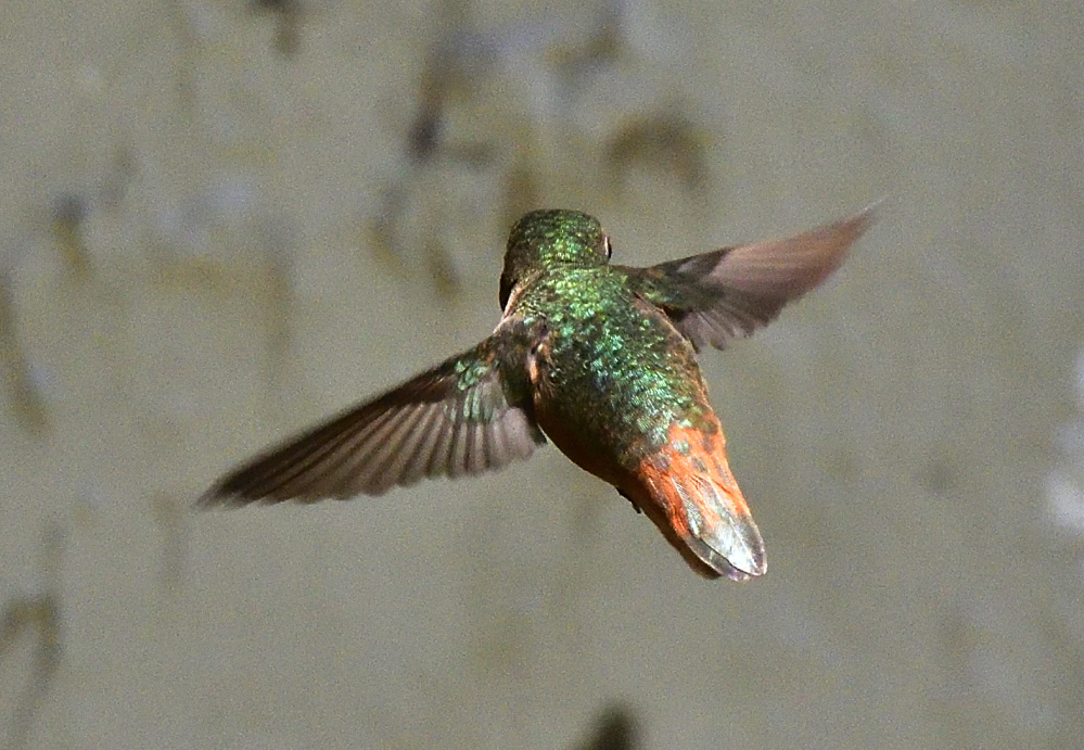 _ROY2330_00001.jpg