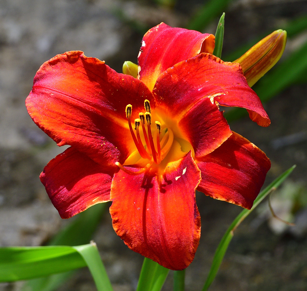 _ROY2353_00001.jpg