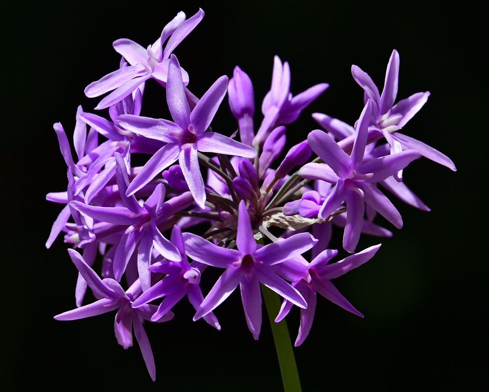 _ROY2376_00001.jpg