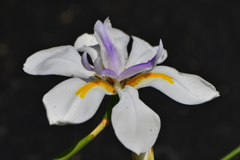 _ROY2379_00001.jpg