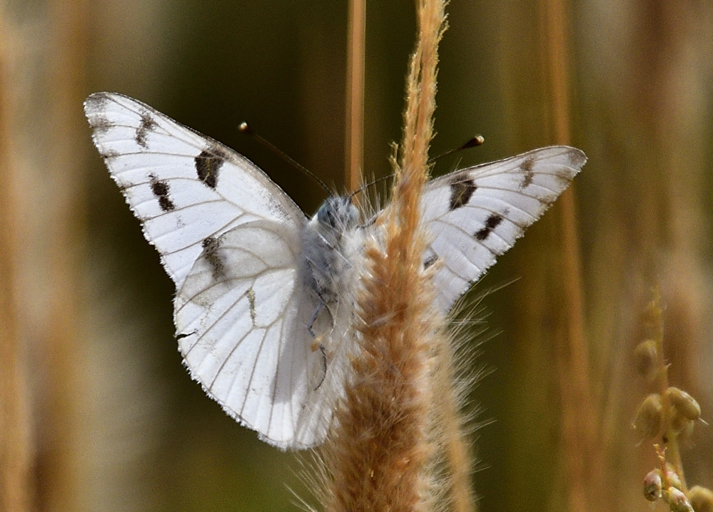 _ROY2425_00001.jpg