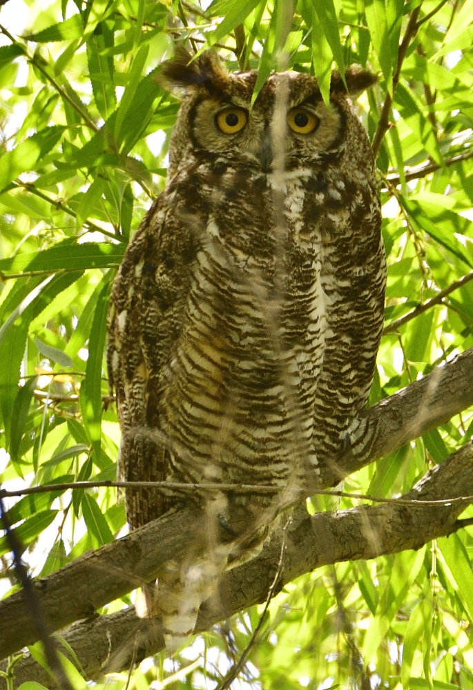 _ROY2435_00001.jpg