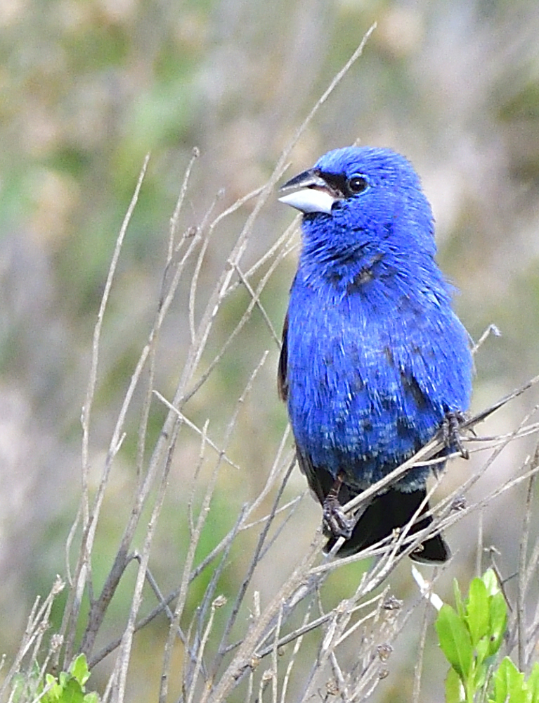 _ROY2469_00001.jpg