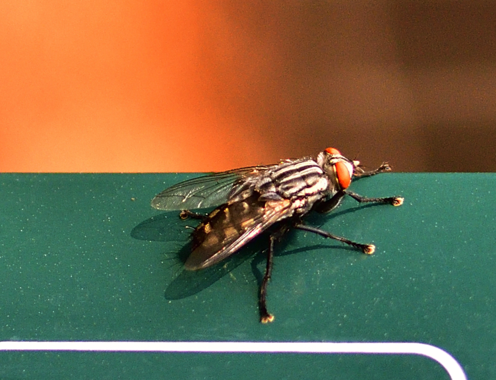 _ROY2481_00001.jpg