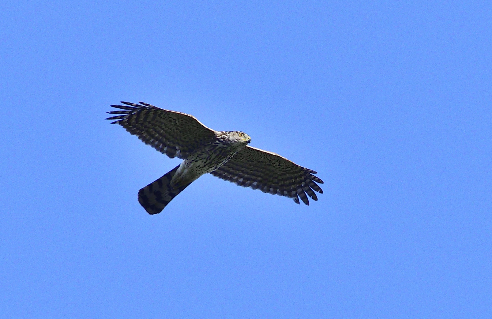 _ROY2496_00001.jpg