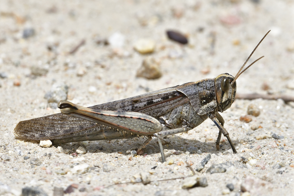 _ROY2539_00001.jpg