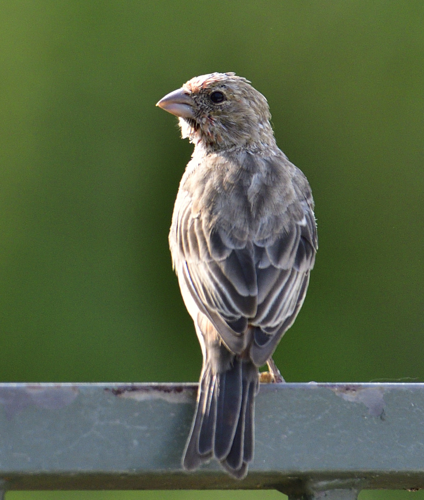_ROY2569_00001.jpg