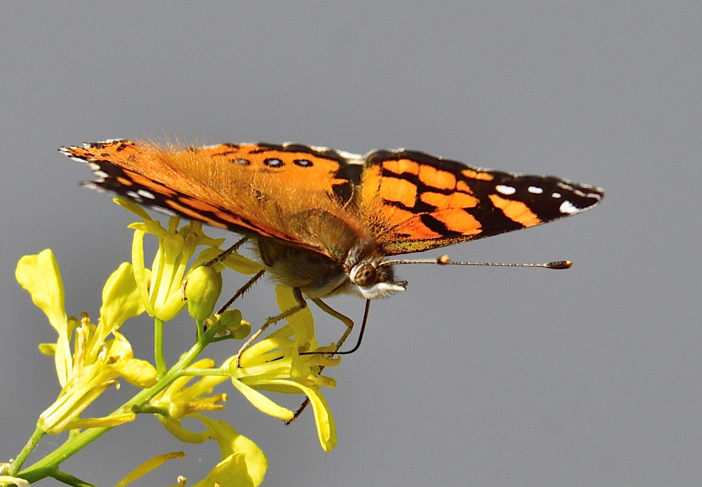_ROY2612_00001.jpg