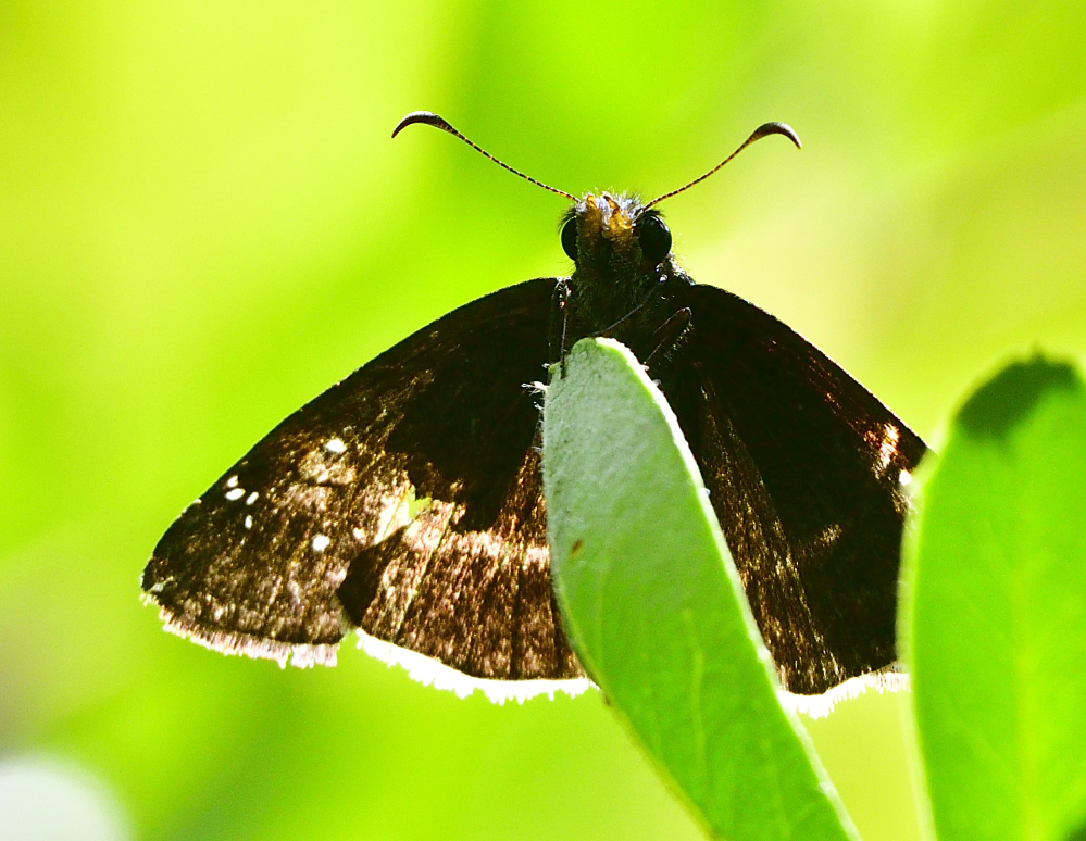 _ROY2625_00001.jpg