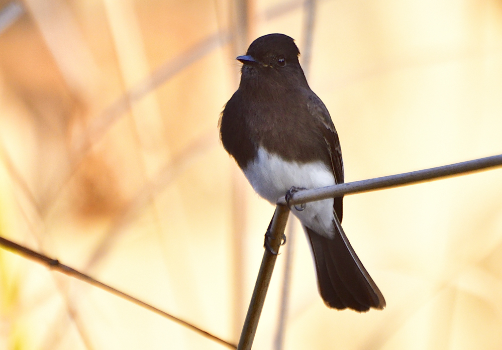_ROY2658_01.jpg