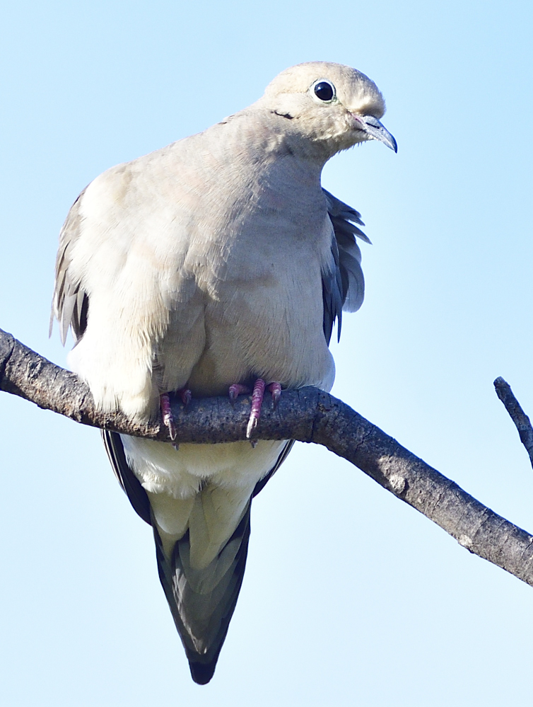 _ROY2665_00001.jpg