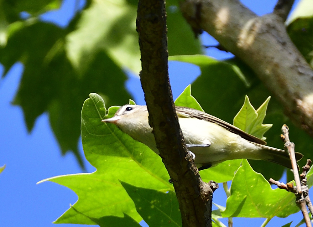 _ROY2707_00001.jpg