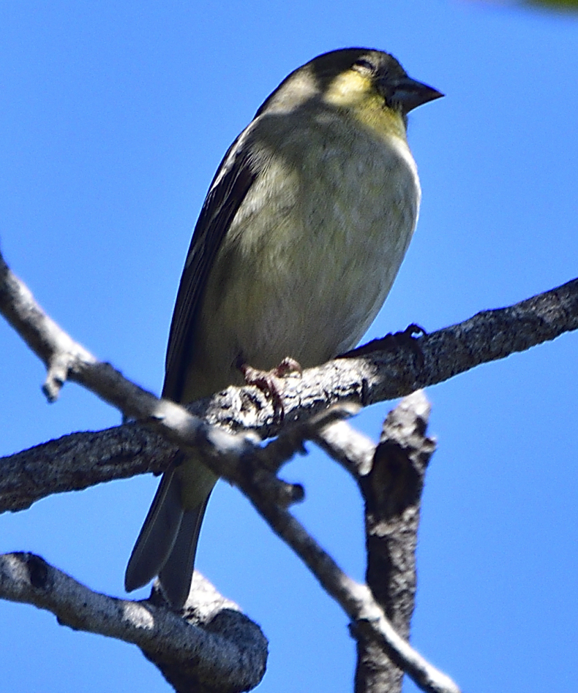 _ROY2725_01.jpg