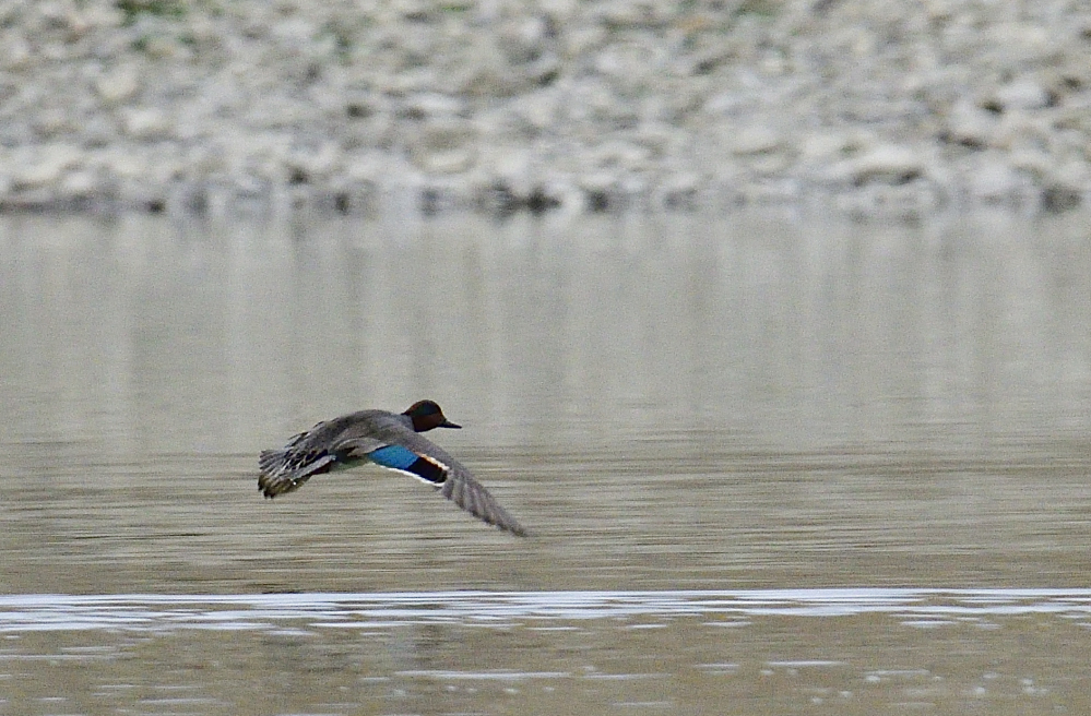 _ROY2768_00001.jpg