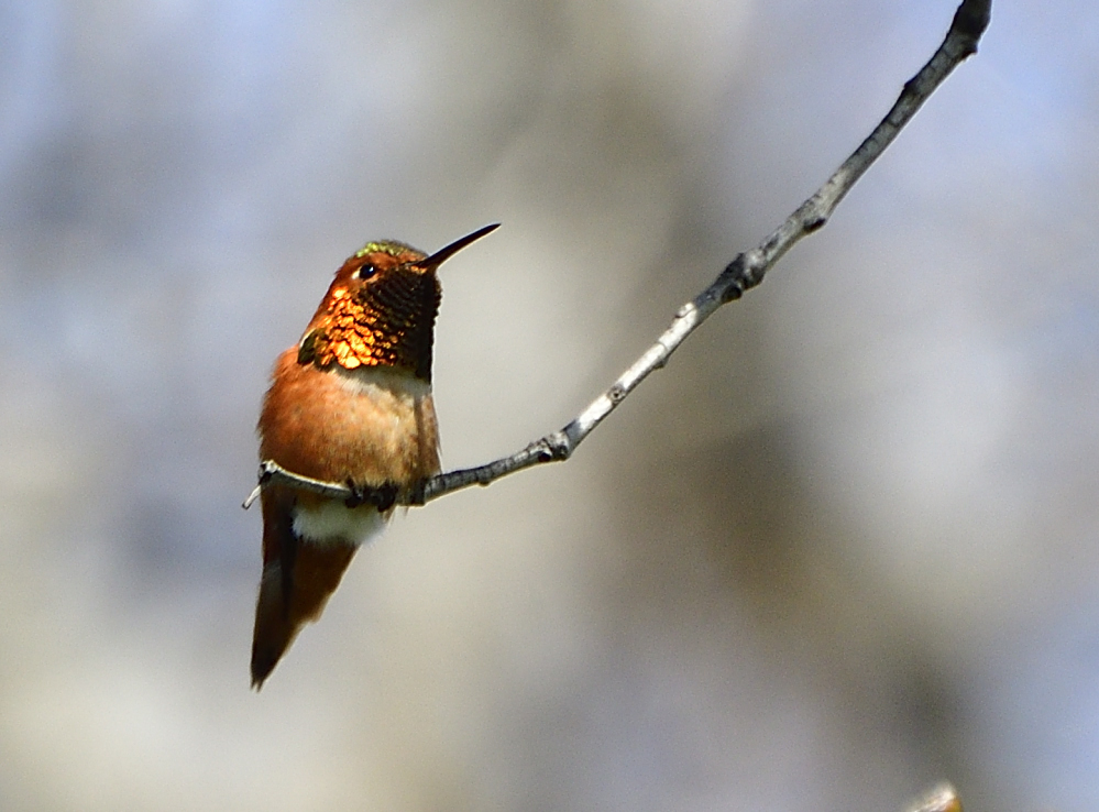 _ROY2847_00001.jpg