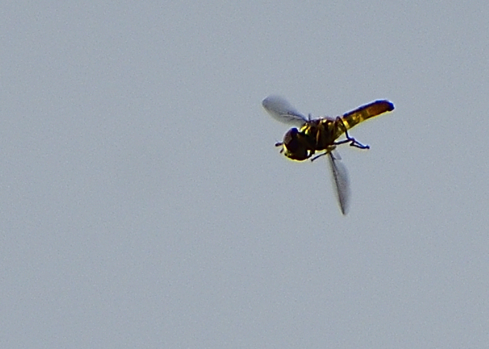 _ROY2854_00001.jpg