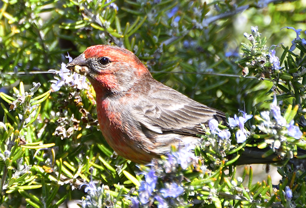 _ROY2864_00001.jpg