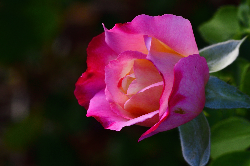 _ROY2892_01.jpg