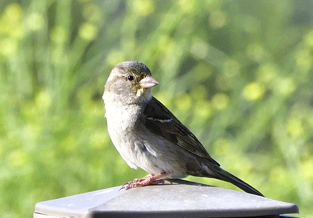 _ROY2901_00001.jpg