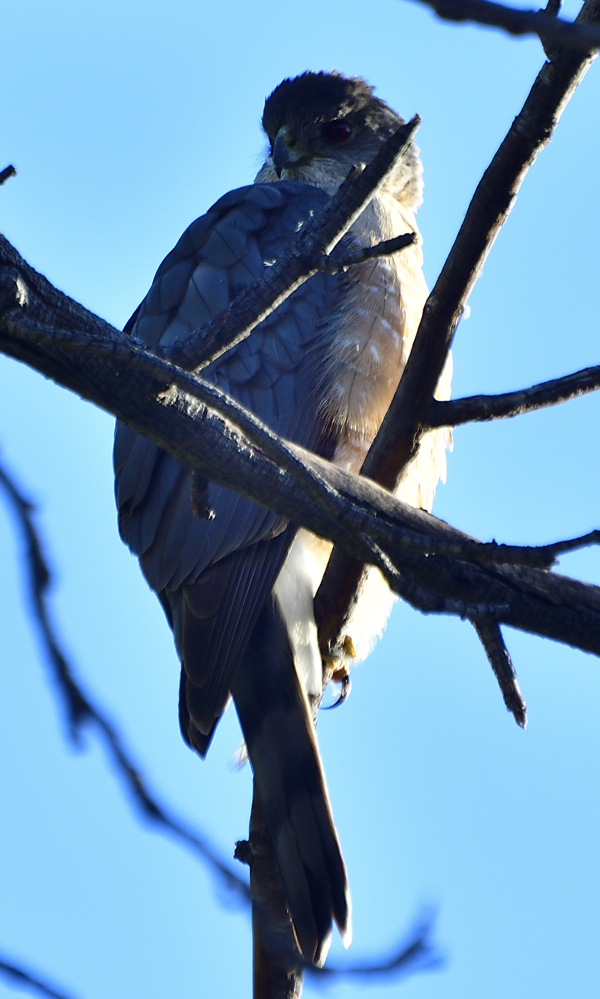 _ROY2957_00001.jpg