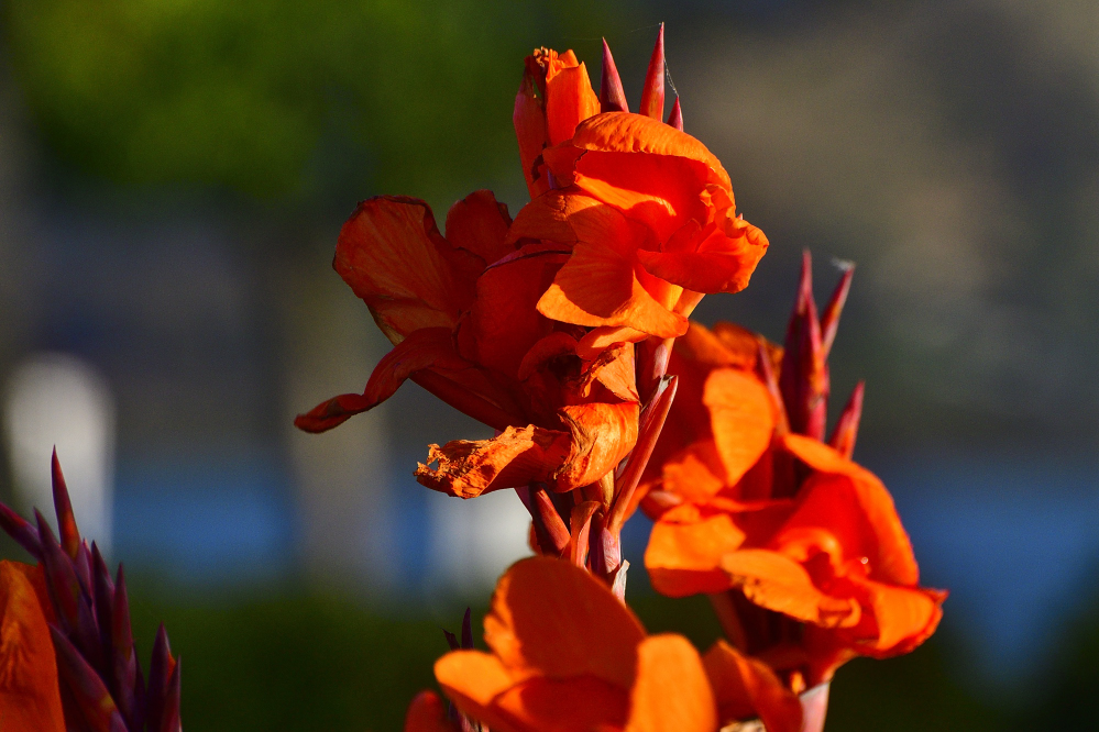 _ROY2989_00001.jpg