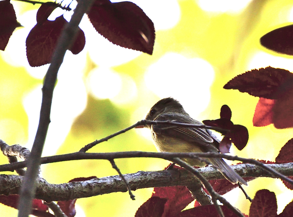 pacific slope flycatcher