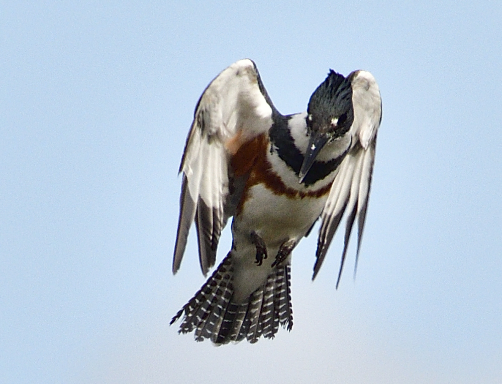 _ROY3132_00001.jpg