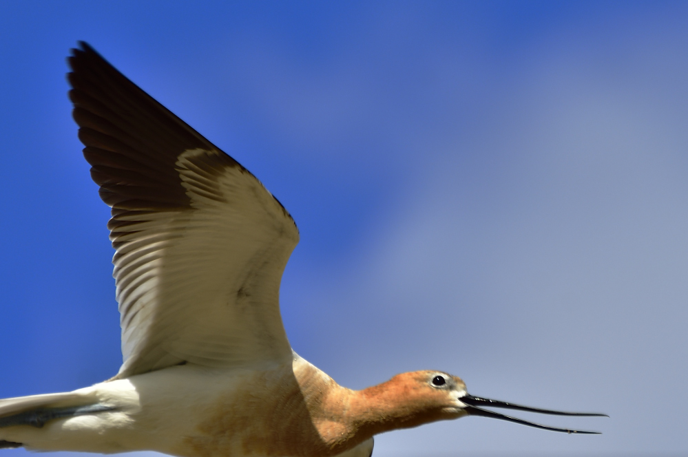 _ROY3163_00001.jpg
