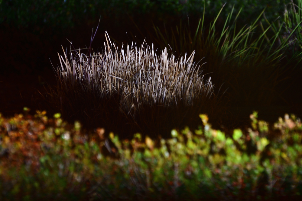 _ROY3170_00001.jpg