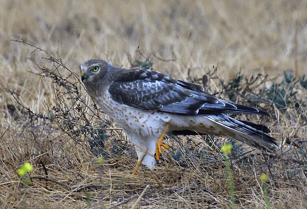 _ROY3178_00001.jpg