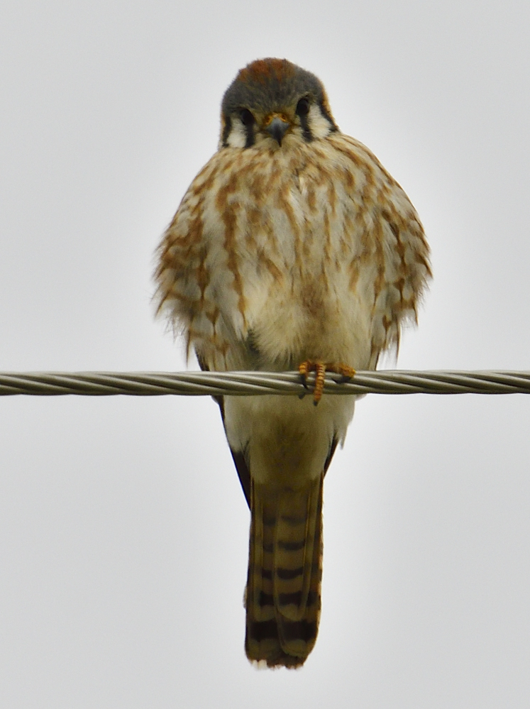 _ROY3178_00001.jpg