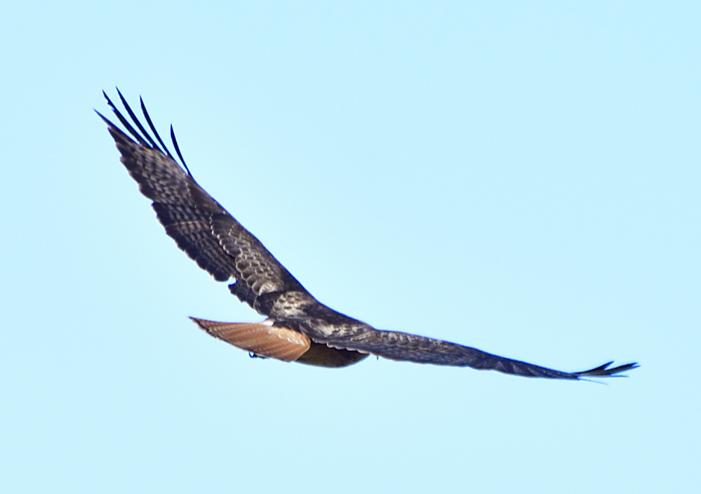 _ROY3187_00001.jpg