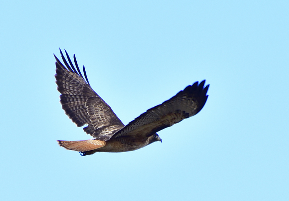 _ROY3188_00001.jpg
