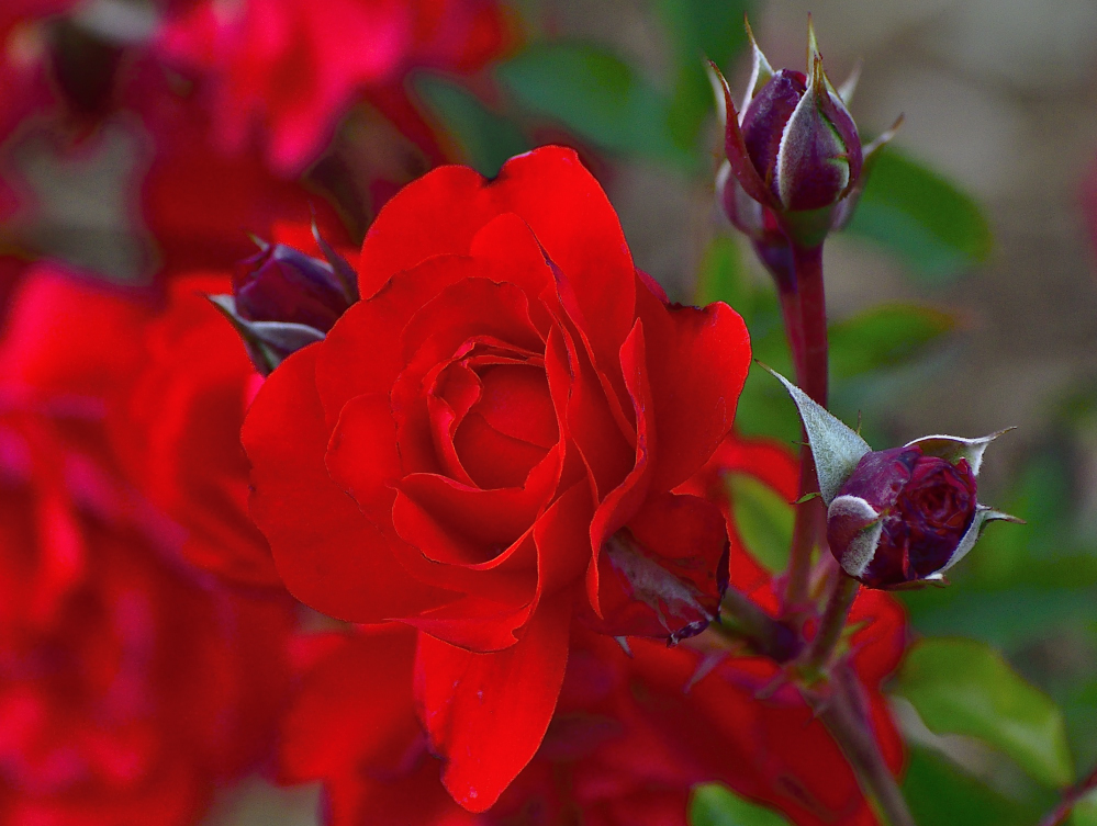_ROY3215_00001.jpg