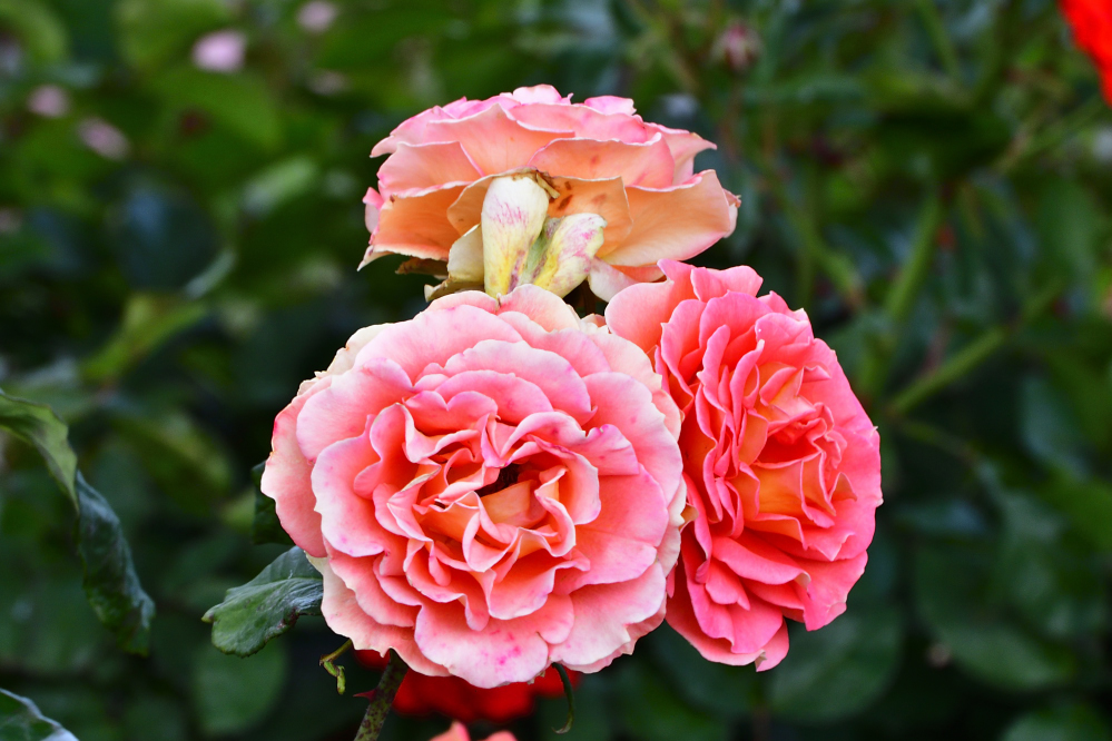 _ROY3217_00001.jpg