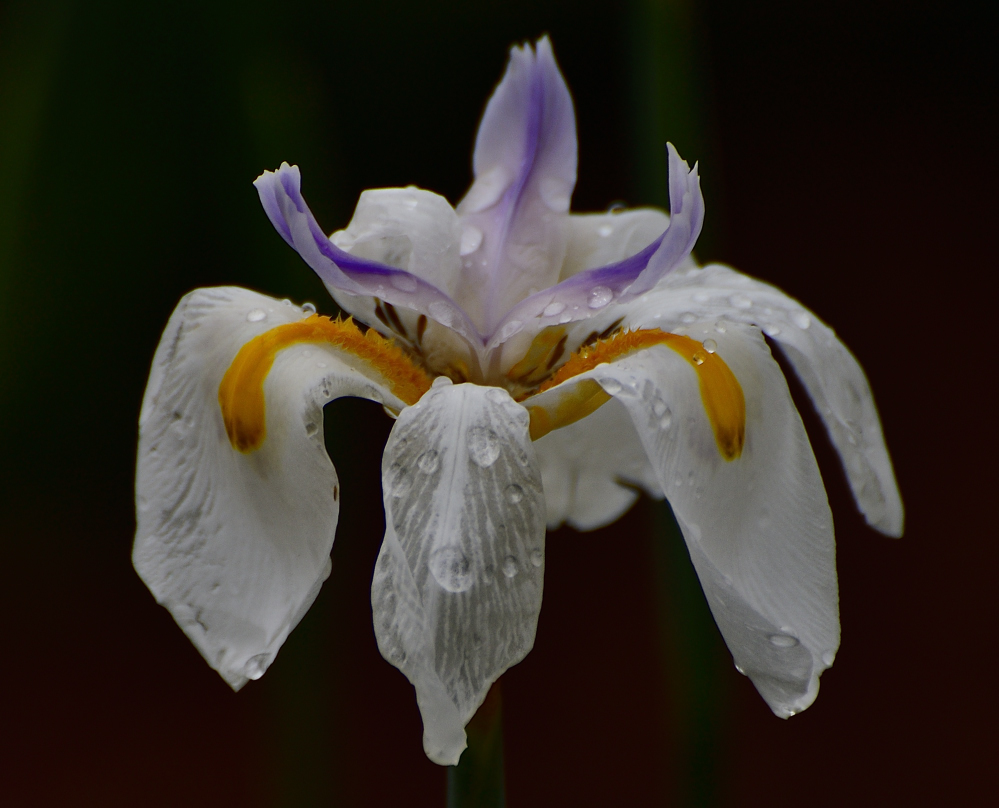 _ROY3231_00001.jpg