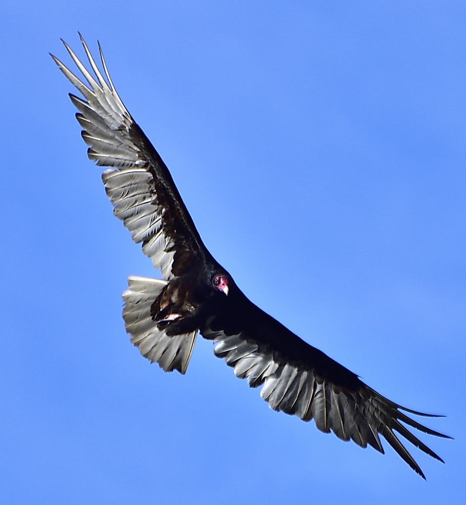 _ROY3238_00001.jpg
