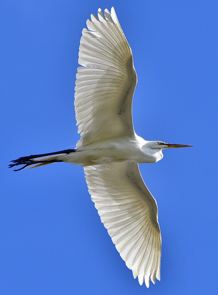 _ROY3245_00001.jpg