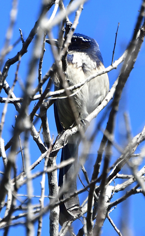 _ROY3256_00001.jpg