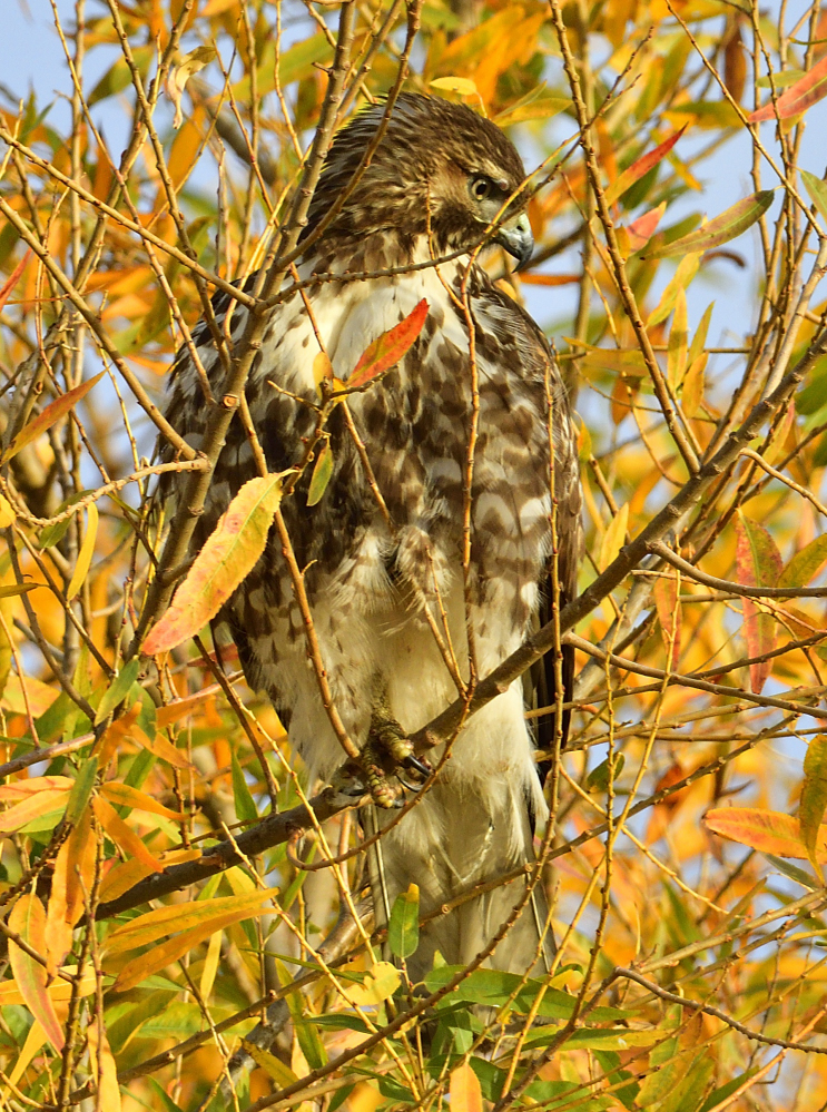 _ROY3257_00001.jpg