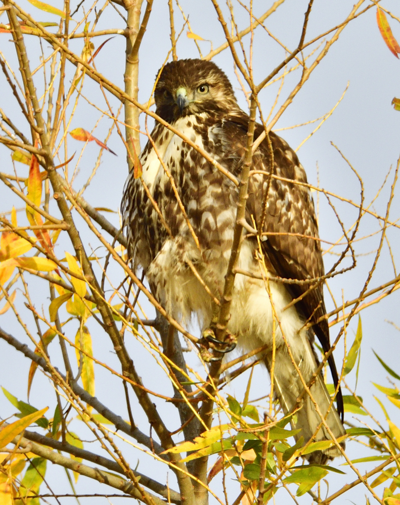 _ROY3263_00001.jpg