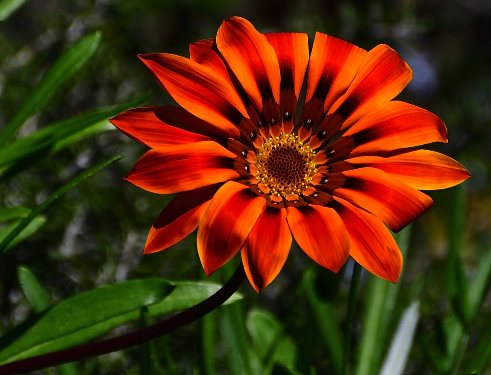 _ROY3265_00001.jpg