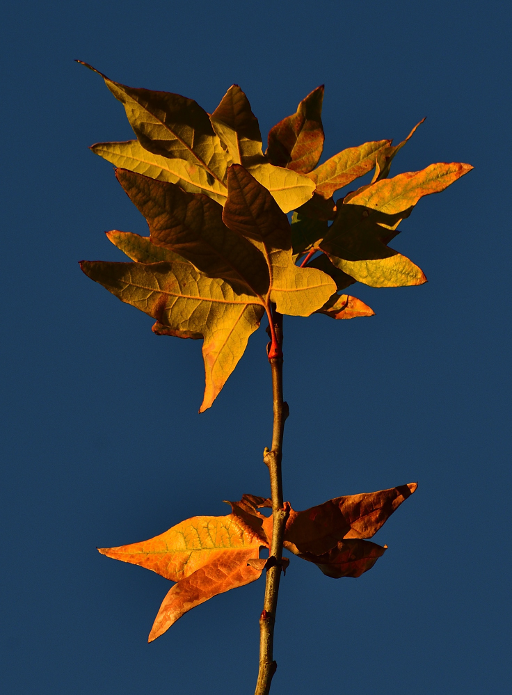 _ROY3347_00001.jpg