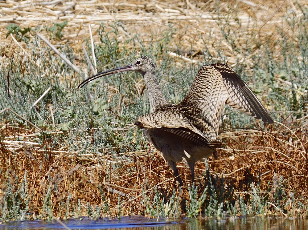 _ROY3358_00001.jpg